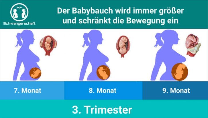 Grafik Drittes Trimester