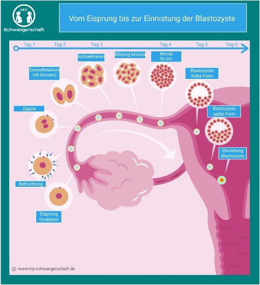 Grafik Eisprung bis Einnistung Blastozyste