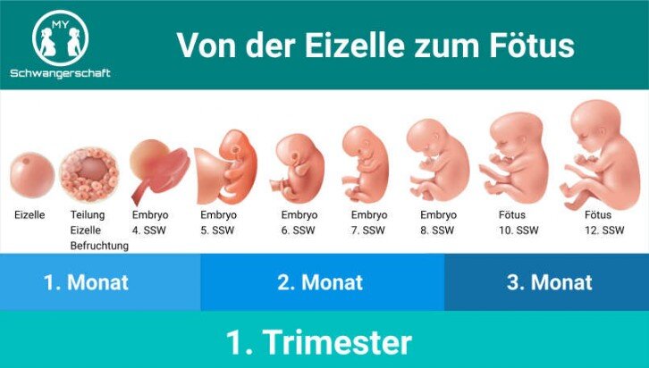 Grafik: Erstes Trimester - Von der Eizelle zum Fötus