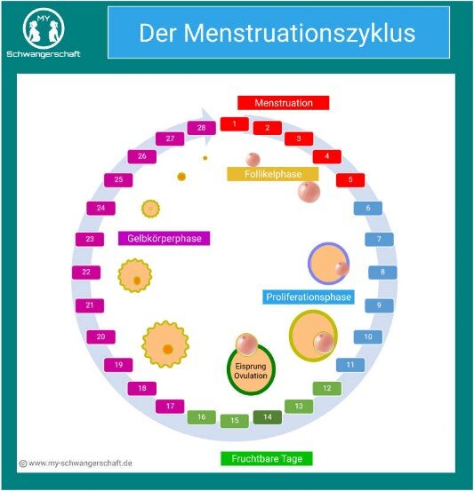 Grafik Menstruationszyklus